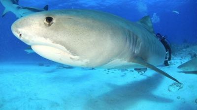 Nightline Season 34 Episode 306