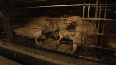 Nightline Season 36 Episode 105