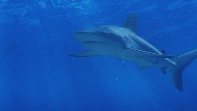 Nightline Season 36 Episode 125