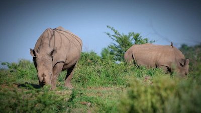 Nightline Season 37 Episode 38