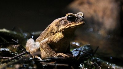 Nightline Season 38 Episode 62