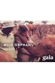 Wild Orphans