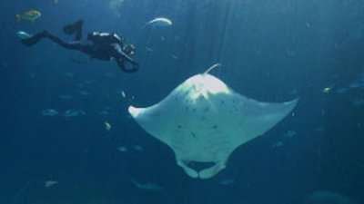 Ocean Mysteries with Jeff Corwin Season 1 Episode 1