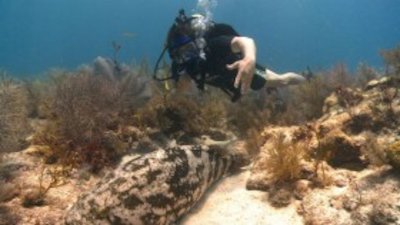 Ocean Mysteries with Jeff Corwin Season 1 Episode 6