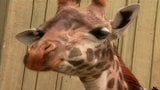 Feeding Giraffes