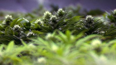 ABC This Week with George Stephanopoulos Season 5 Episode 5