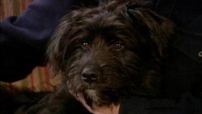 Good Dog! Season 4 Episode 10