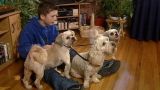 Noisy Dogs