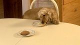 Stealing Food and Chewing Stuff