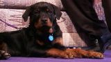 Dogs and Dominance