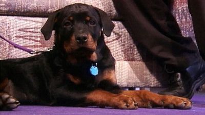 Good Dog! Season 4 Episode 5