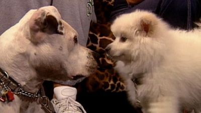 Good Dog! Season 4 Episode 4