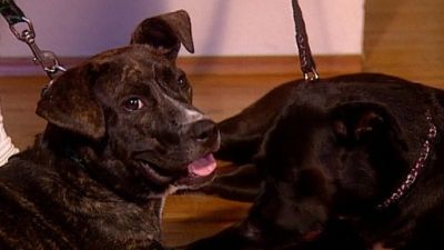 Good Dog! Season 4 Episode 3