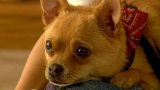 Rescued Dogs