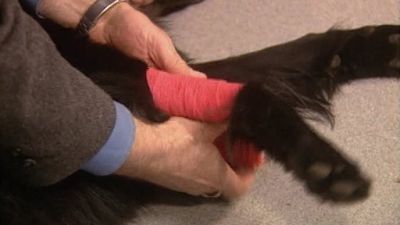 Good Dog! Season 3 Episode 13