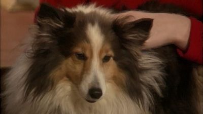 Good Dog! Season 3 Episode 12