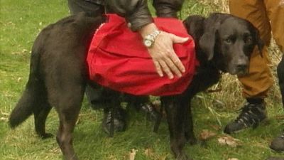 Good Dog! Season 3 Episode 11