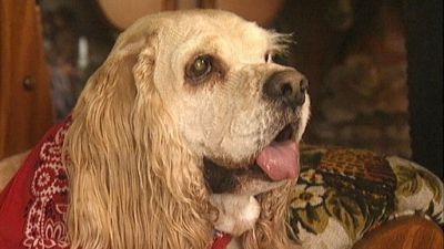Good Dog! Season 3 Episode 10