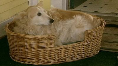 Good Dog! Season 3 Episode 9