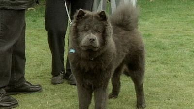 Good Dog! Season 3 Episode 8