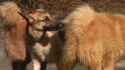 Good Dog! Season 3 Episode 7