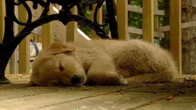 Good Dog! Season 1 Episode 2