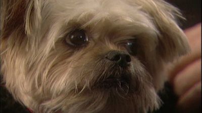 Good Dog! Season 2 Episode 3