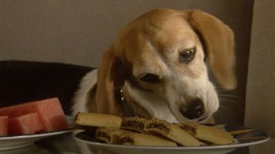 Good Dog! Season 2 Episode 7