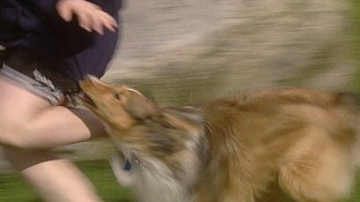 Good Dog! Season 2 Episode 8