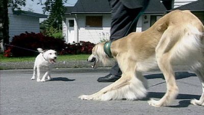 Good Dog! Season 2 Episode 9