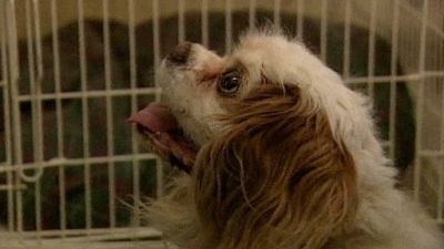 Good Dog! Season 2 Episode 12