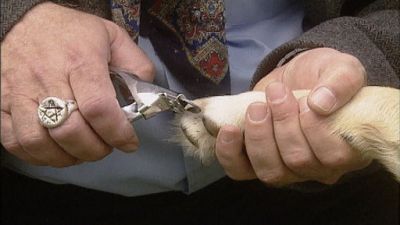 Good Dog! Season 2 Episode 11