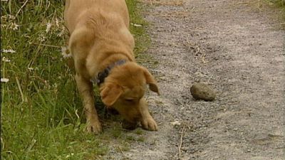 Good Dog! Season 2 Episode 14