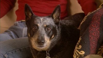 Good Dog! Season 2 Episode 18
