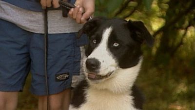 Good Dog! Season 2 Episode 19