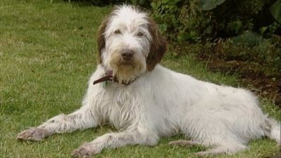 Good Dog! Season 2 Episode 20