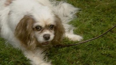 Good Dog! Season 2 Episode 21