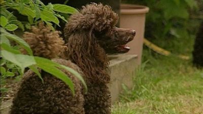 Good Dog! Season 2 Episode 22