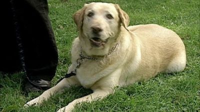 Good Dog! Season 2 Episode 24