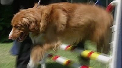 Good Dog! Season 2 Episode 23