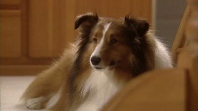 Good Dog! Season 2 Episode 25