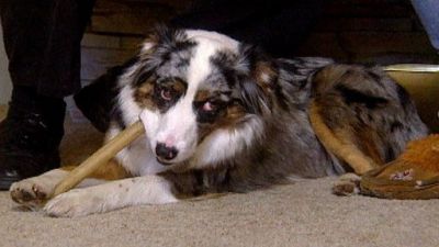 Good Dog! Season 2 Episode 26
