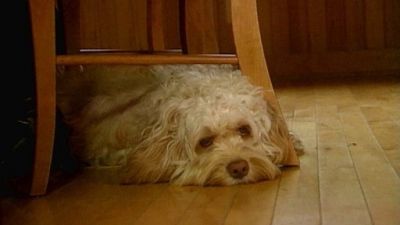Good Dog! Season 3 Episode 1