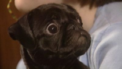 Good Dog! Season 3 Episode 4