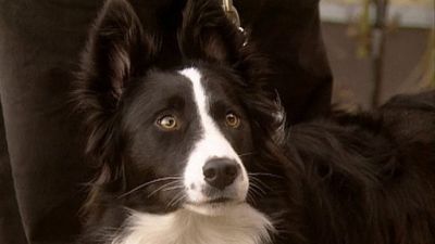Good Dog! Season 3 Episode 5