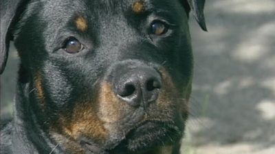Good Dog! Season 2 Episode 16