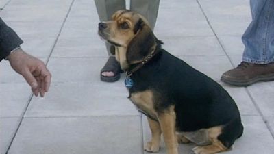 Good Dog! Season 2 Episode 15