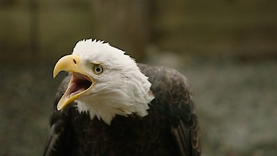 Ocean Treks with Jeff Corwin Season 1 Episode 2