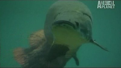 River Monsters Season 1 Episode 5