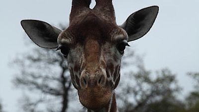 David Attenborough's Natural Curiosities Season 1 Episode 1